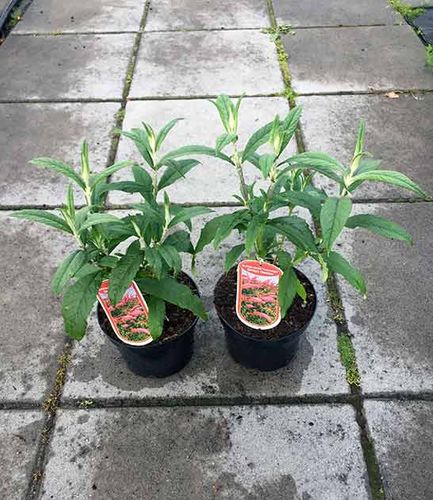 Budleja Dawida Pink Delight C2 E na Arena.pl