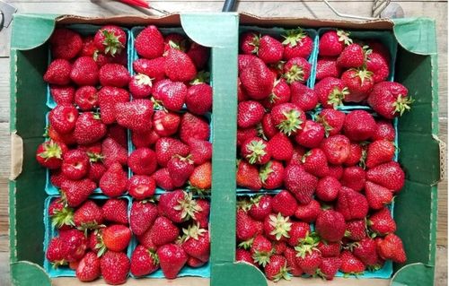 Frużelina FIT Truskawka | Dżem bez Cukru Keto 80% PUSZKA XXL 1.1kg na Arena.pl