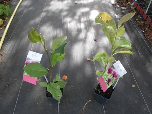 Magnolia GENIE piękne bordowe kwiaty P9 na Arena.pl