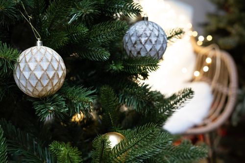 Choinka Jodła Szlachetna 220m na Arena.pl