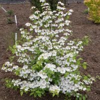 Kalina Japońska KILIMANJARO 50-70cm Efektowny Rozłożysty Krzew