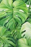 Plakat 30x45cm Tajemnice Liści