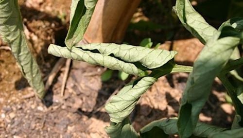 sum39 help plant miedź (cu) 20ml na Arena.pl