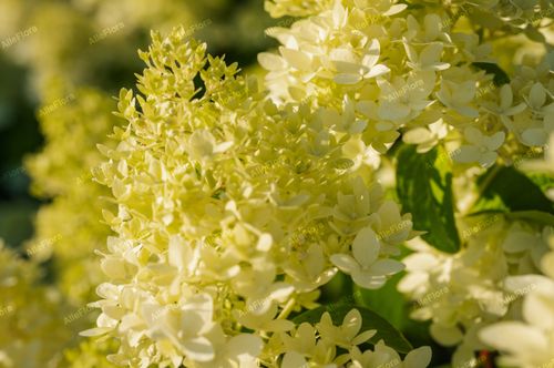 Hortensja bukietowa 'Candlelight' (Hydrangea paniculata) Doniczka 2.0L na Arena.pl