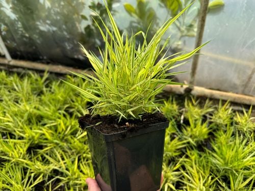 Hakonechloa smukła 'Aureola' (Hakonechloa macra) Doniczka 1.0L na Arena.pl