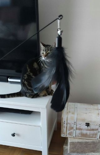 WĘDKA DLA KOTA z przyssawką ZABAWKA interaktywna czarne piórko6 na Arena.pl