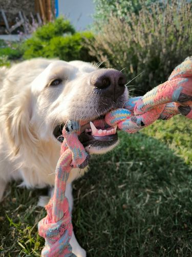 VITAR Veterinae Mineral Forte 500 g - dla mocnych i zdrowych zębów i kości na Arena.pl
