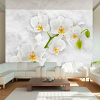 Fototapeta - Liryczna orchidea - biel 400x280