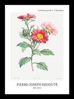 Plakat 13x18cm Design Red Aster, Redoute Vintage do Salonu