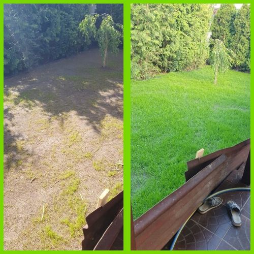 Trawa UNIWERSALNA nasiona trawy SAMOZAGĘSZCZAJĄCA odporna na DEPTANIE 25kg na Arena.pl