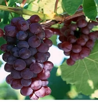 WINOGRON szczepiony ciemno czerwony - sadzonki 60 / 80 cm
