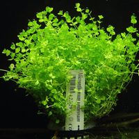 Micranthemum Umbrosum XXL Rośliny do akwarium | Łatwa
