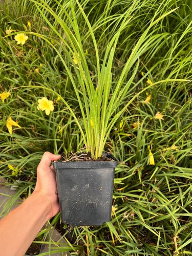 Liliowiec 'Fragrant Reflection' (Hemerocallis) P13 na Arena.pl