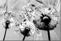 100 70CM OBRAZ PŁÓTNO BIAŁE DMUCHAWCE SZARYM TLE PŁÓTNO RAMA