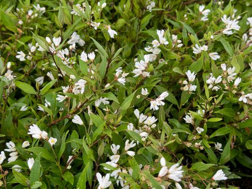 Żylistek wysmukły 'Nikko' (Deutzia Gracilis) Biały Krzew Doniczka 2.0L na Arena.pl