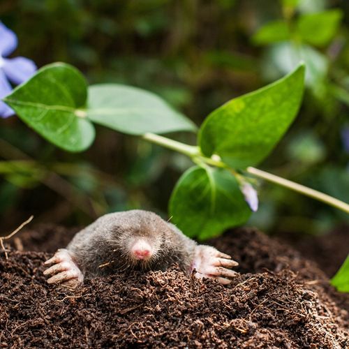 BROS - karbid granulowany 1kg na Arena.pl