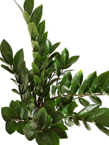 ZAMIOKULKAS (ZAMIOCULCAS) 60cm na Arena.pl