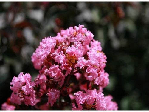 Lagerstroemia Black Diamond Shell Pink 40-60cm C2 na Arena.pl