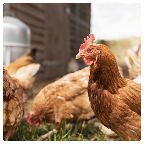 NATURALNA KARMA PASZA ZIARNO KRUSZONA DROBNA DLA DROBIU KUR NIOSKA na Arena.pl