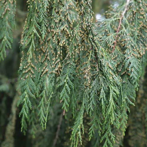 Cyprysik nutkajski PENDULA Wąski płaczący pokrój na Arena.pl