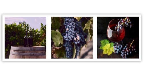 OBRAZ DO RESTAURACJI Winnica Winogrona na Arena.pl