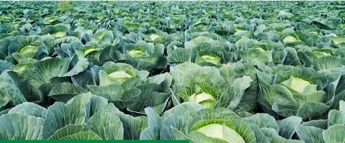 AMISTAR 250 SC 200ml 0,2L grzybobójczy na Arena.pl