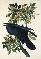 Plakat 21x29,7cm Kruk, J.J. Audubon, Vintage do Salonu