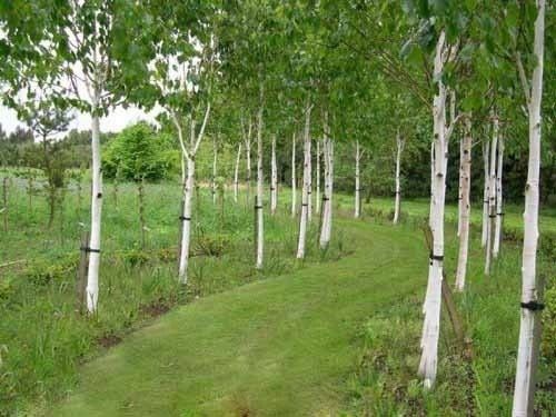 Brzoza jacquemontii doorenbos 20-40cm P9 zdjęcie 1
