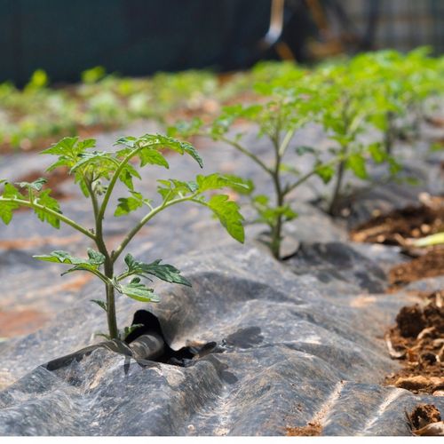 LINIA KROPLUJĄCA 100m+179EL NAWADNIANIE KROPELKOWE WĄŻ KROPELKUJĄCY SOLIDNY na Arena.pl