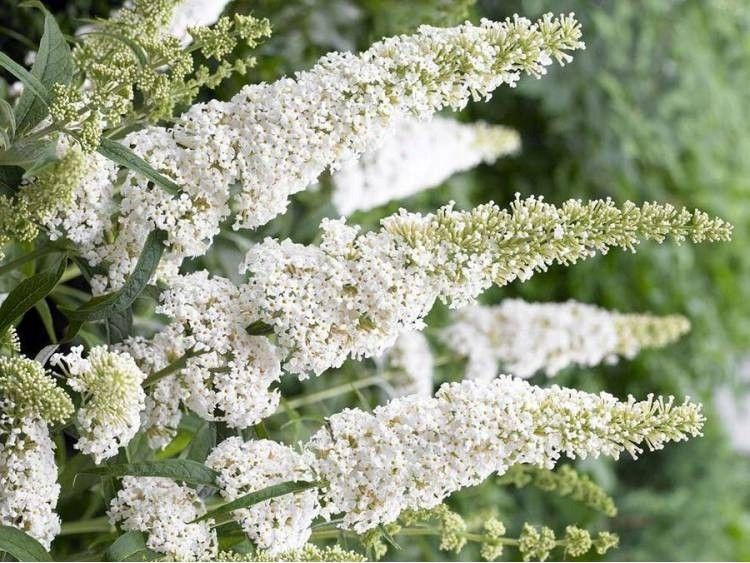 Budleja biała White Profusion C2 zdjęcie 1