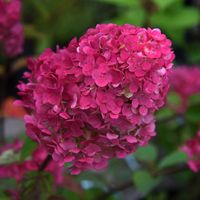 Hortensja bukietowa 'Framboisine' (Hydrangea paniculata) Doniczka 2.0L