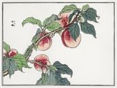 Plakat 40x30cm Gąsienica na Drzewie Morimoto Toko Japoński Vintage do Salon
