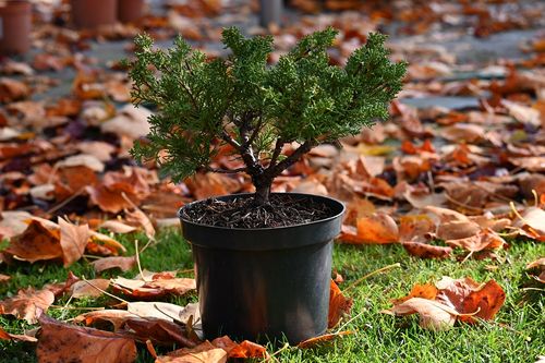 Jałowiec chiński Shimpaku - Juniperus chinensis 0042 na Arena.pl