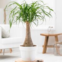 Nolina Wygięta NOGA SŁONIA Beaucarnea Recurvata