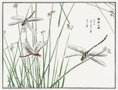 Plakat 65x50cm Ważki Morimoto Toko Japoński Vintage do Salonu