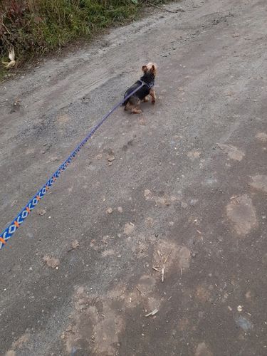 Smycz dla psa M/L Sunka Ultra 3m na Arena.pl