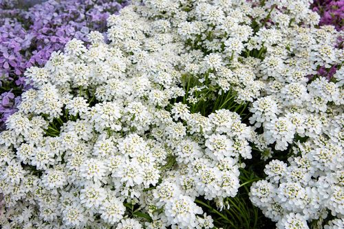 Ubiorek zawszezielony Fishbeck - Iberis sempervirens na Arena.pl