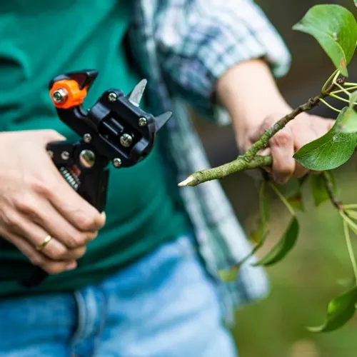 Sekator DO SZCZEPIEŃ okulizacji drzew + taśma na Arena.pl
