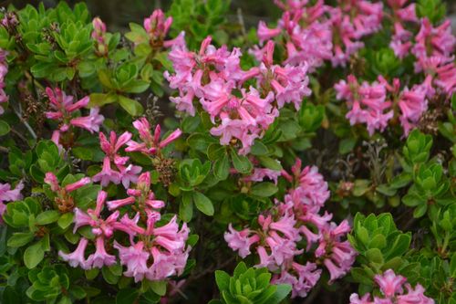 Różanecznik hirsutum x micranthum Różowy (Rhododendron) Doniczka 2.0L na Arena.pl