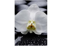 50X70CM BIAŁY STORCZYK OBRAZ PION ŚCIAN