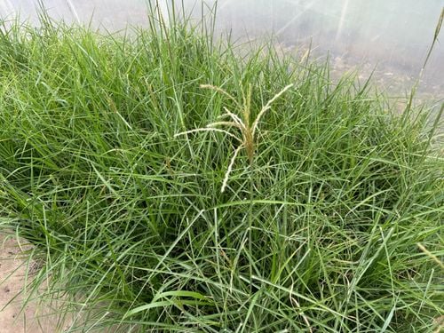 Miskant chiński 'Roter Pfeil' Ciemnoczerwony (Miscanthus sinnesis) 2.0L na Arena.pl