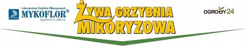 Mikoryza dla DRZEW IGLASTYCH grzybnia na Arena.pl