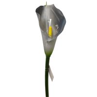 Calla pojedyncza gumowana grey