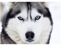 100 70CM OBRAZ PŁÓTNO HUSKY PŁÓTNO RAMA