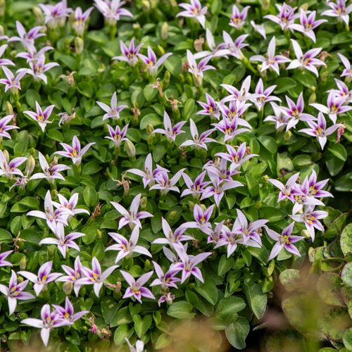 Hypsela nerkowata Zielony Dywan (Hypsela reniformis) Doniczka 1.0L na Arena.pl