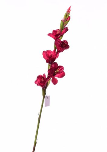 Mieczyk burgund 84cm na Arena.pl