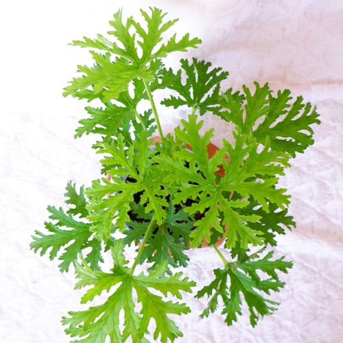 GERANIUM ANGINKA Pelargonium graveolens don.13cm na Arena.pl