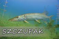 product-compare-52615325