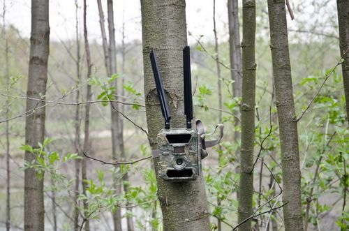 Kamera Leśna FOTOPUŁAPKA Myśliwska FHD GSM 4G LTE MMS wysyła FILMY na Arena.pl