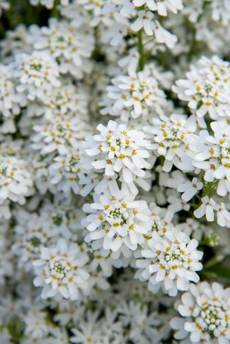 Ubiorek zawszezielony Fishbeck - Iberis sempervirens na Arena.pl